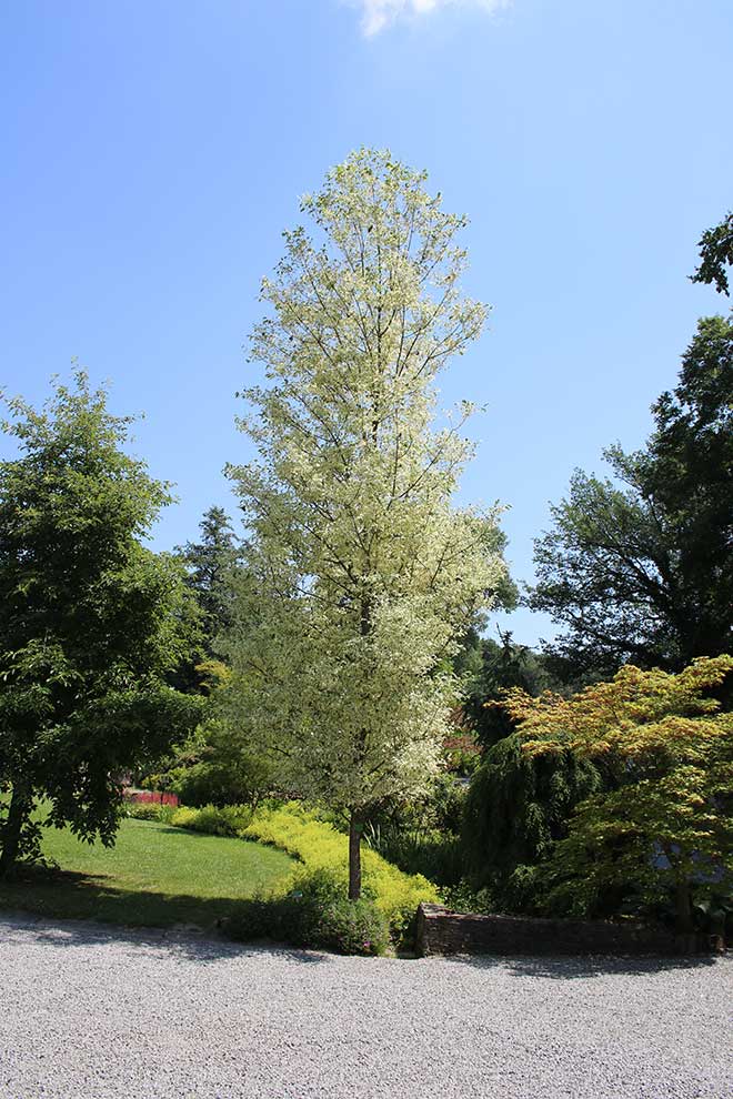 jesion pensylwański (Fraxinus pennsylvanica)