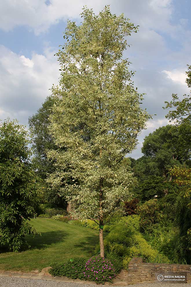 jesion pensylwański (Fraxinus pennsylvanica)