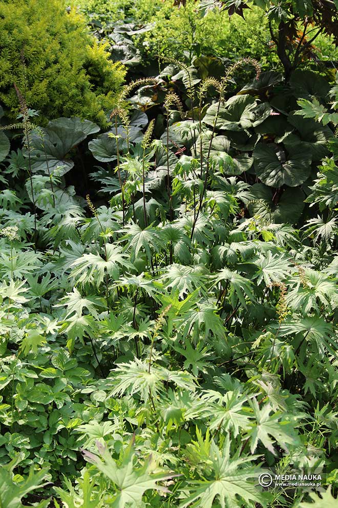 języczka Przewalskiego (Ligularia przewalskii)