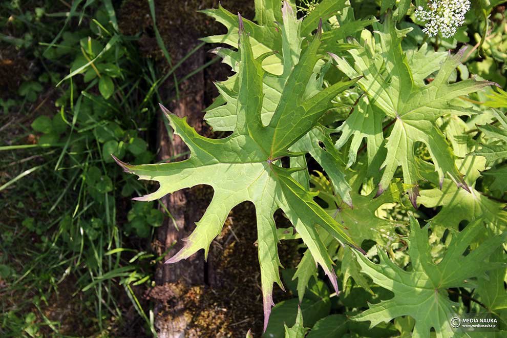 języczka Przewalskiego (Ligularia przewalskii)