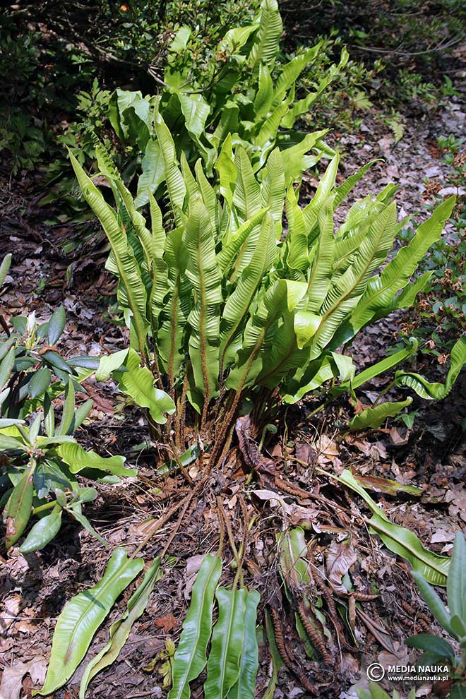 języcznik zwyczajny (Phyllitis scolopendrium)