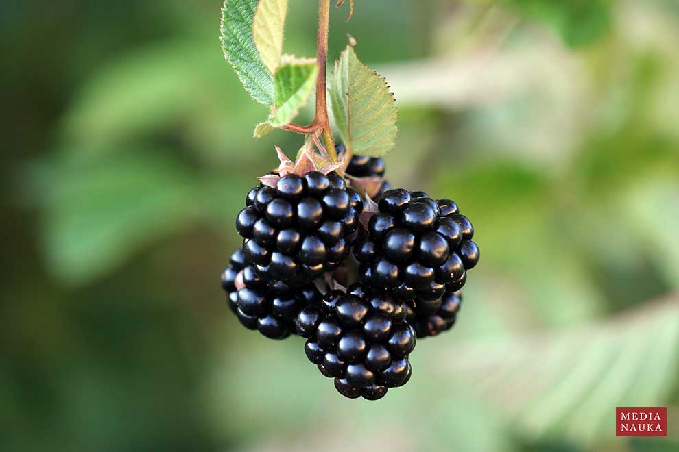 jeżyna krzewiasta (Rubus fruticosus)