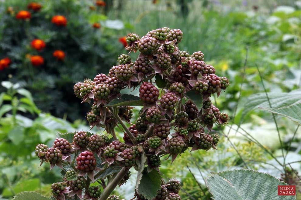 jeżyna krzewiasta (Rubus fruticosus)