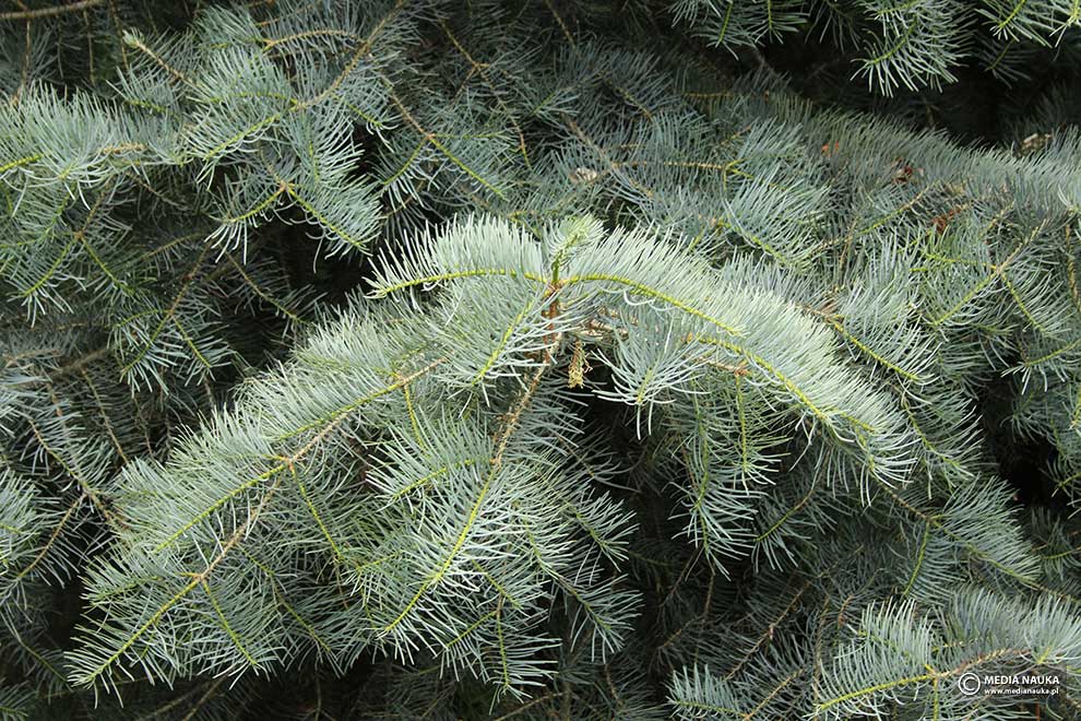 jodła jednobarwna, jodła kalifornijska (Abies concolor)