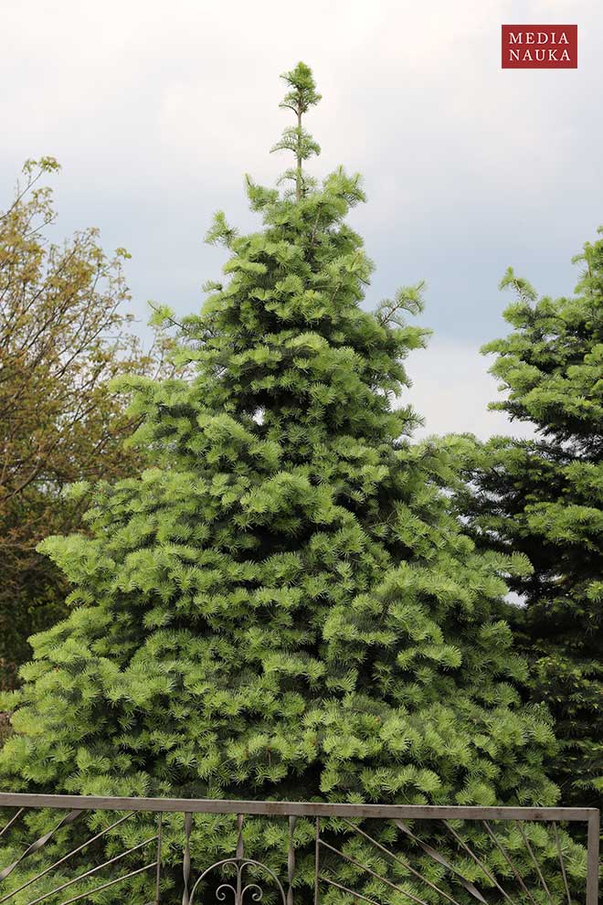 jodła jednobarwna, jodła kalifornijska (Abies concolor)