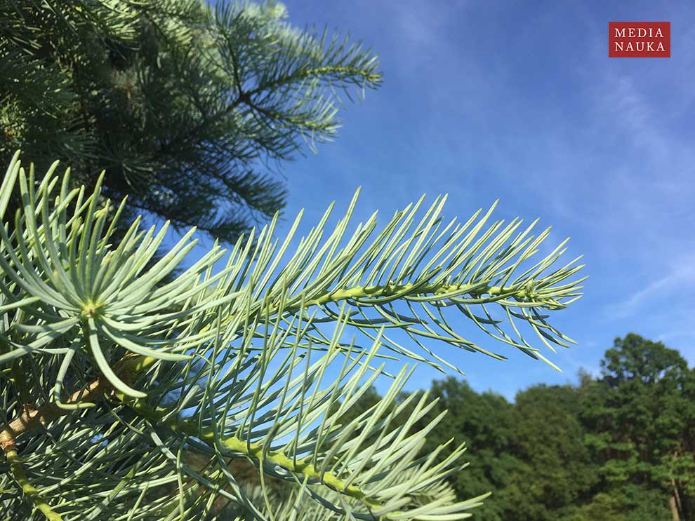 jodła jednobarwna, jodła kalifornijska (Abies concolor)