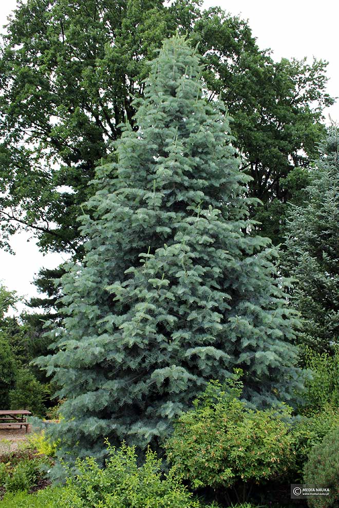 jodła jednobarwna, jodła kalifornijska (Abies concolor)
