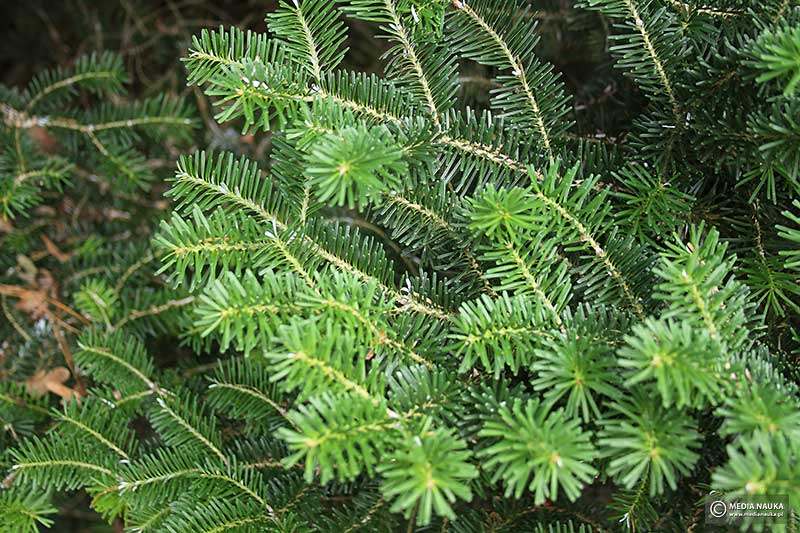 jodła koreańska (Abies koreana)