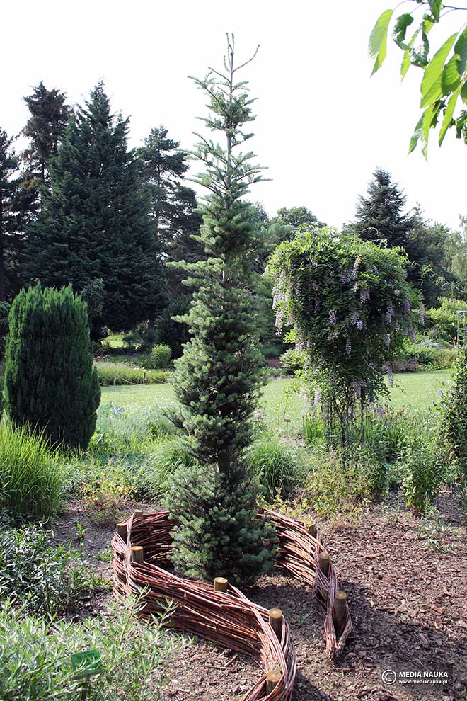 jodła koreańska (Abies koreana)