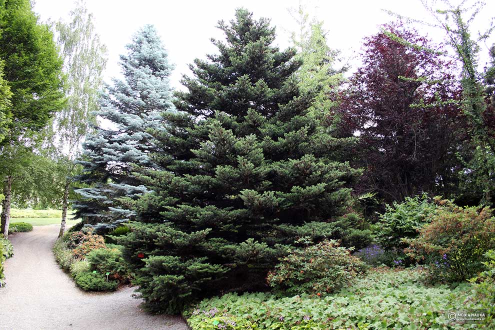 jodła koreańska (Abies koreana)