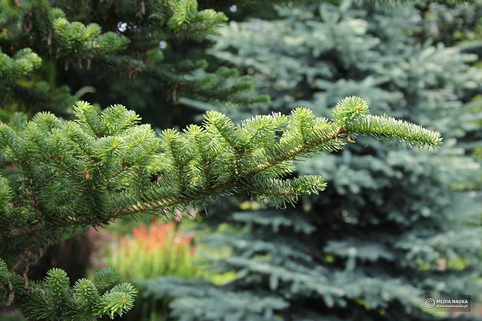 jodła nikkońska, jodła nikko (Abies homolepis)