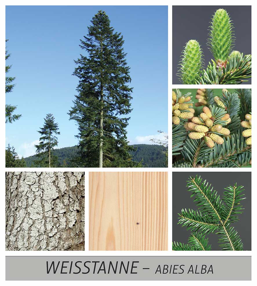 jodła pospolita (Abies alba)