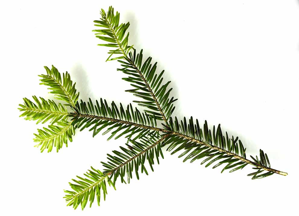 jodła pospolita (Abies alba)
