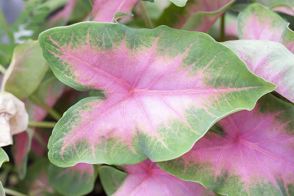 kaladium dwubarwne (Caladium bicolor)
