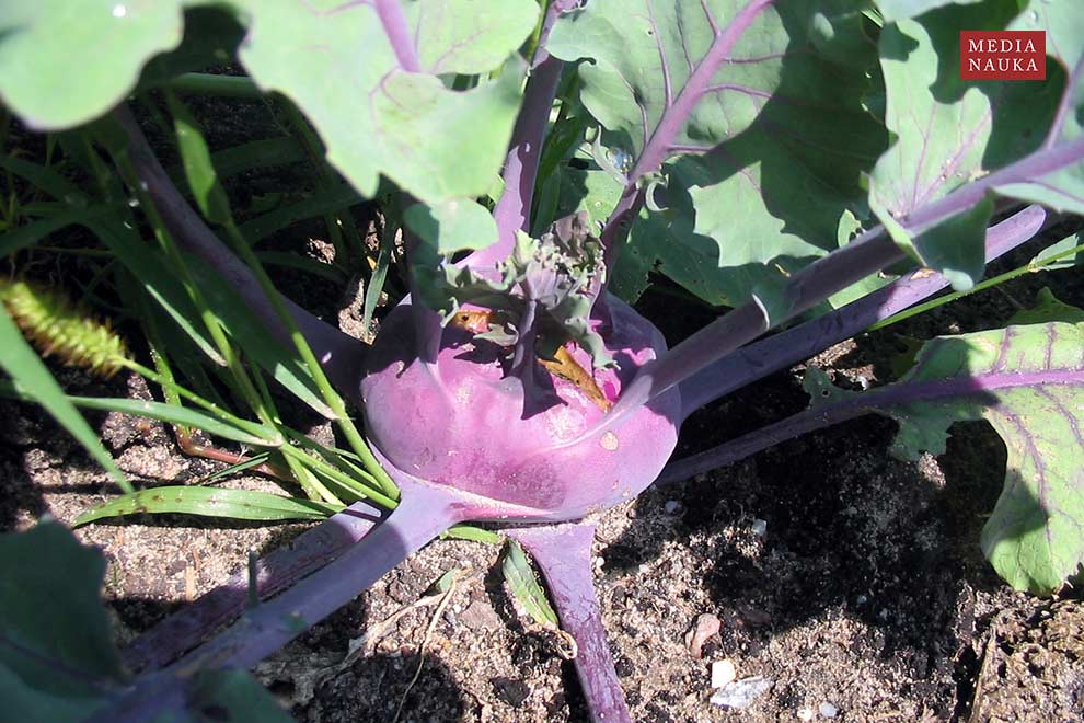kalarepa (Brassica oleracea var. gongylodes)