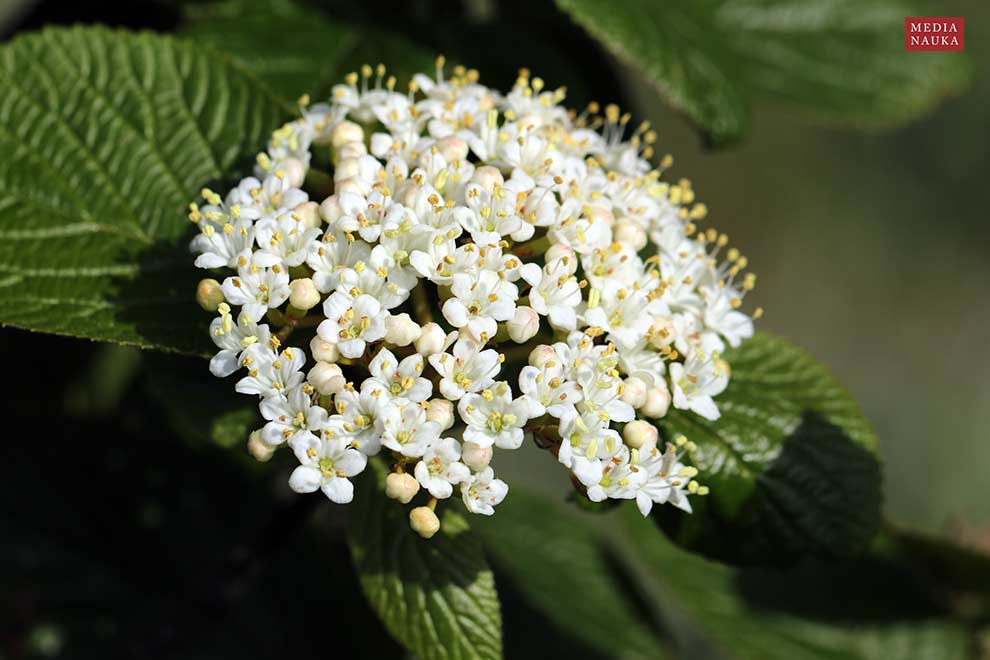 kalina hordowina (Viburnum lantana)