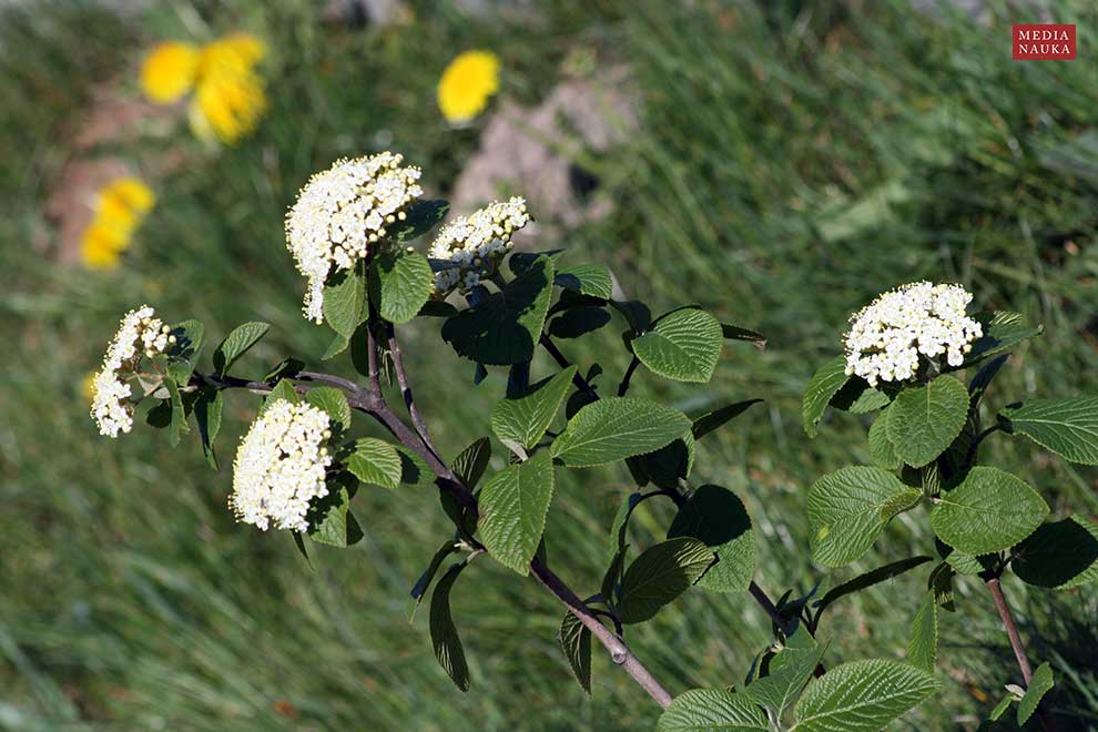 kalina hordowina (Viburnum lantana)