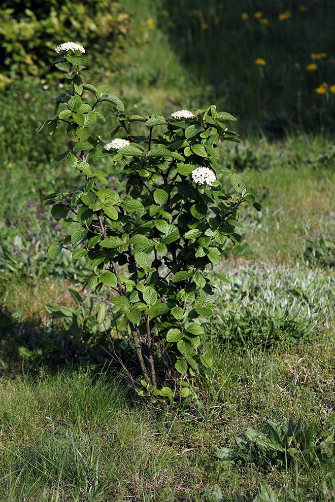 kalina hordowina (Viburnum lantana)