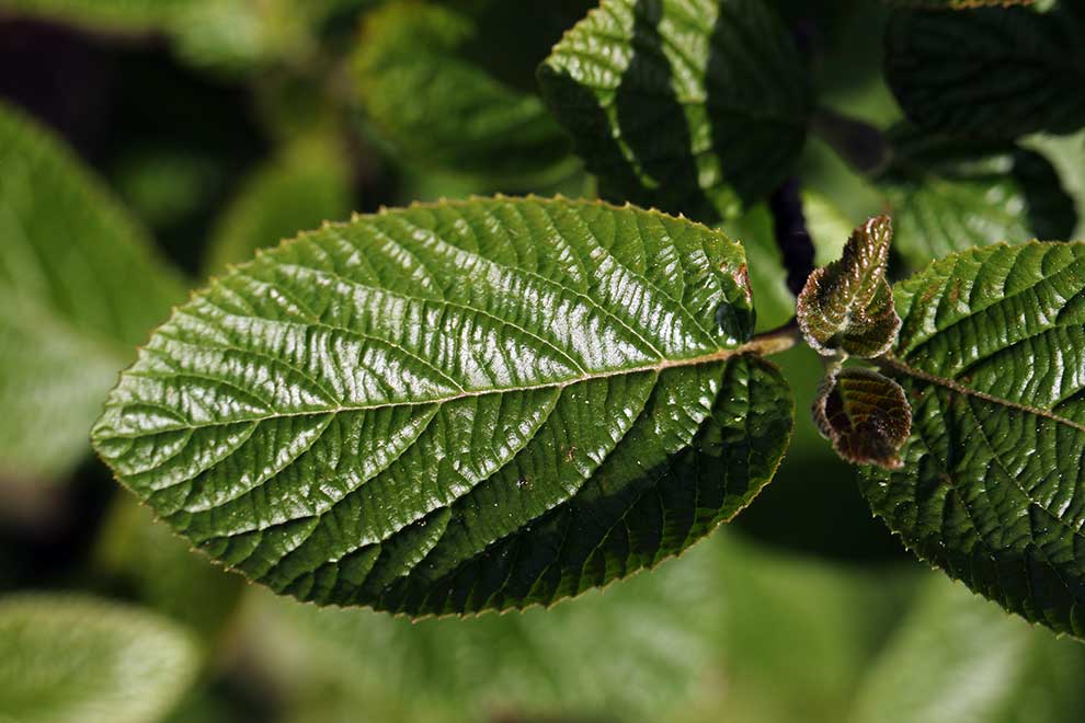 kalina hordowina (Viburnum lantana)