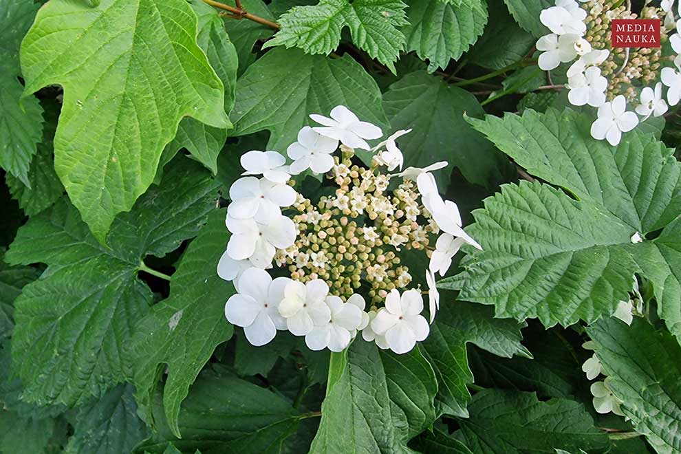 kalina koralowa (Viburnum opulus)