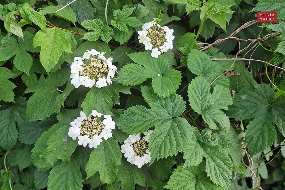 kalina koralowa (Viburnum opulus)