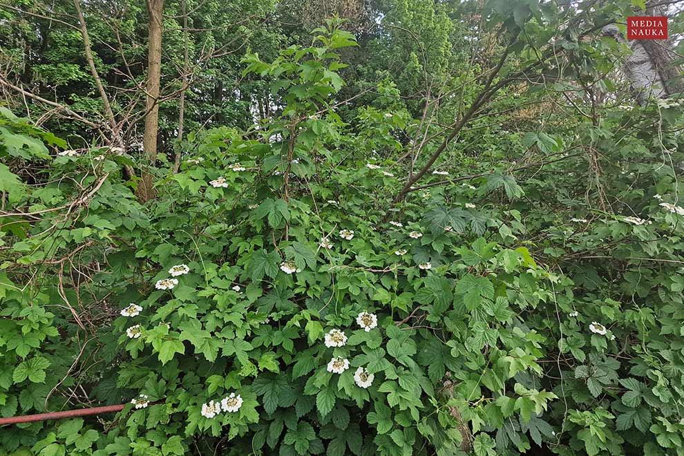 kalina koralowa (Viburnum opulus)