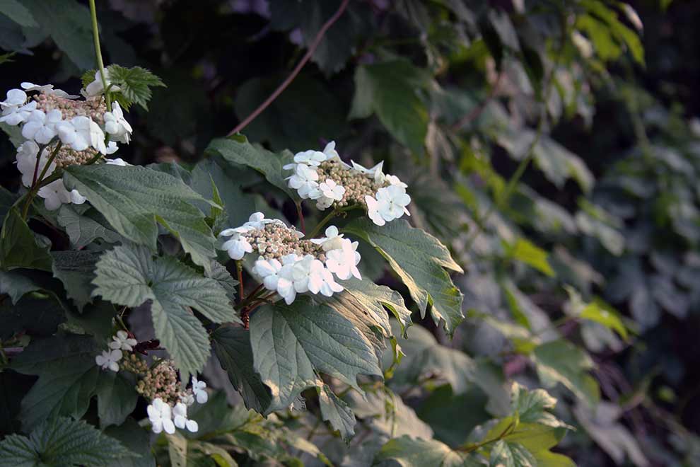 kalina koralowa (Viburnum opulus)