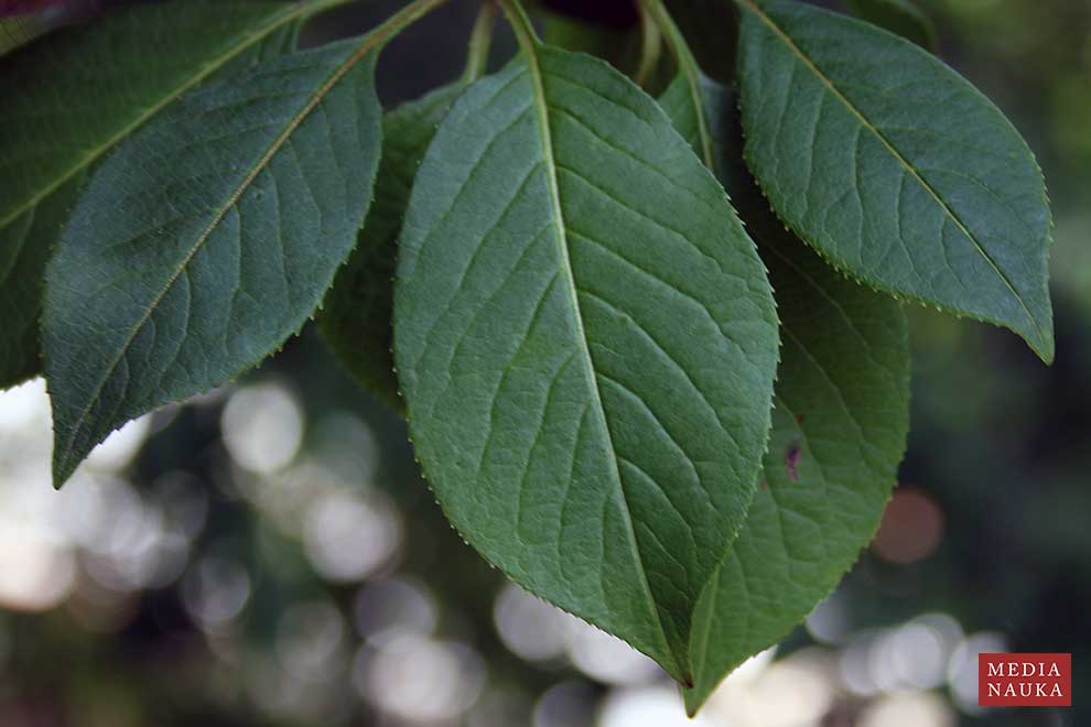 kalina śliwolistna (Viburnum prunifolium)
