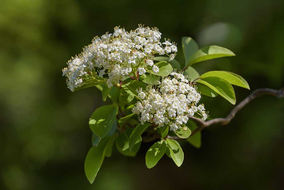 kalina śliwolistna (Viburnum prunifolium)
