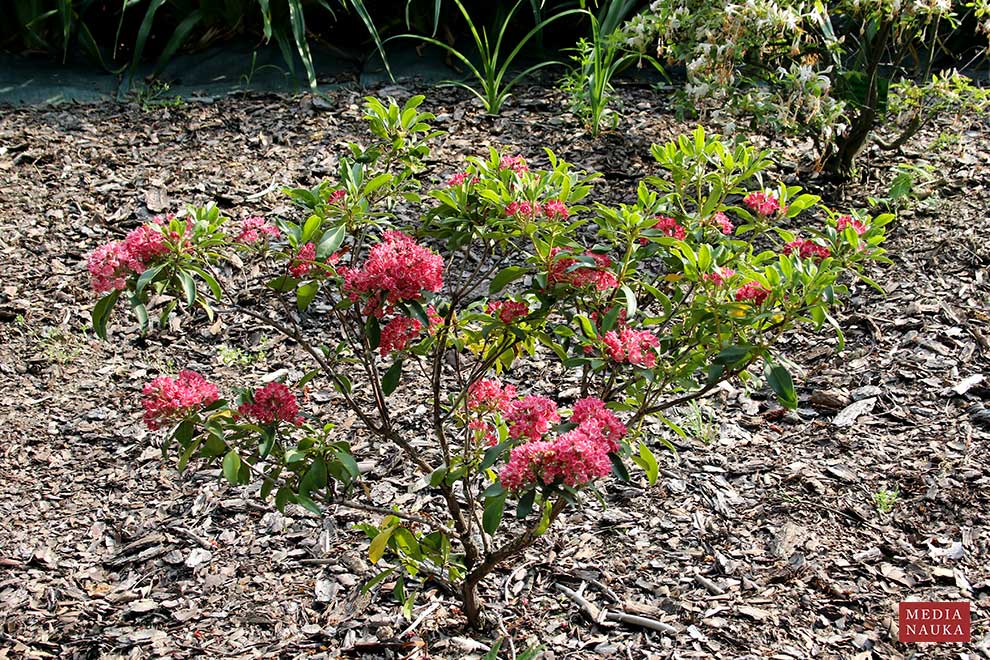 kalmia wielkolistna, kalmia szerokolistna (Kalmia latifolia)