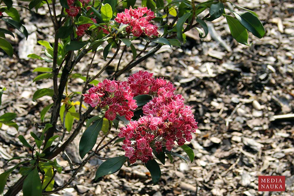 kalmia wielkolistna, kalmia szerokolistna (Kalmia latifolia)
