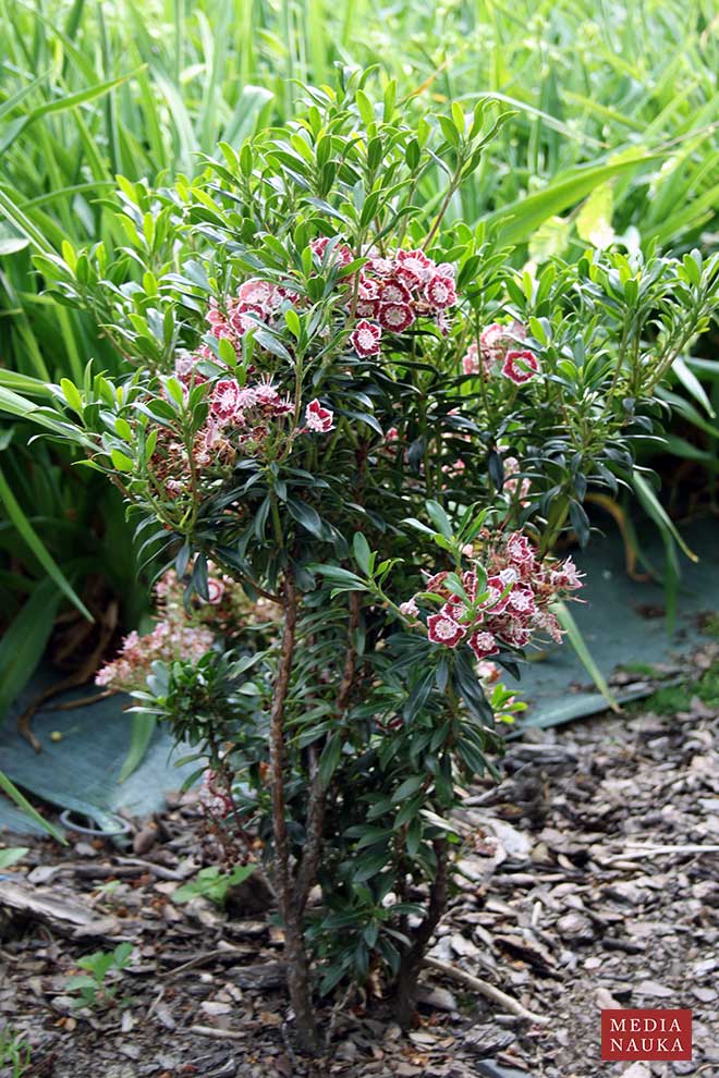 kalmia wielkolistna, kalmia szerokolistna (Kalmia latifolia)