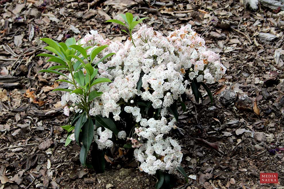 kalmia wielkolistna, kalmia szerokolistna (Kalmia latifolia)