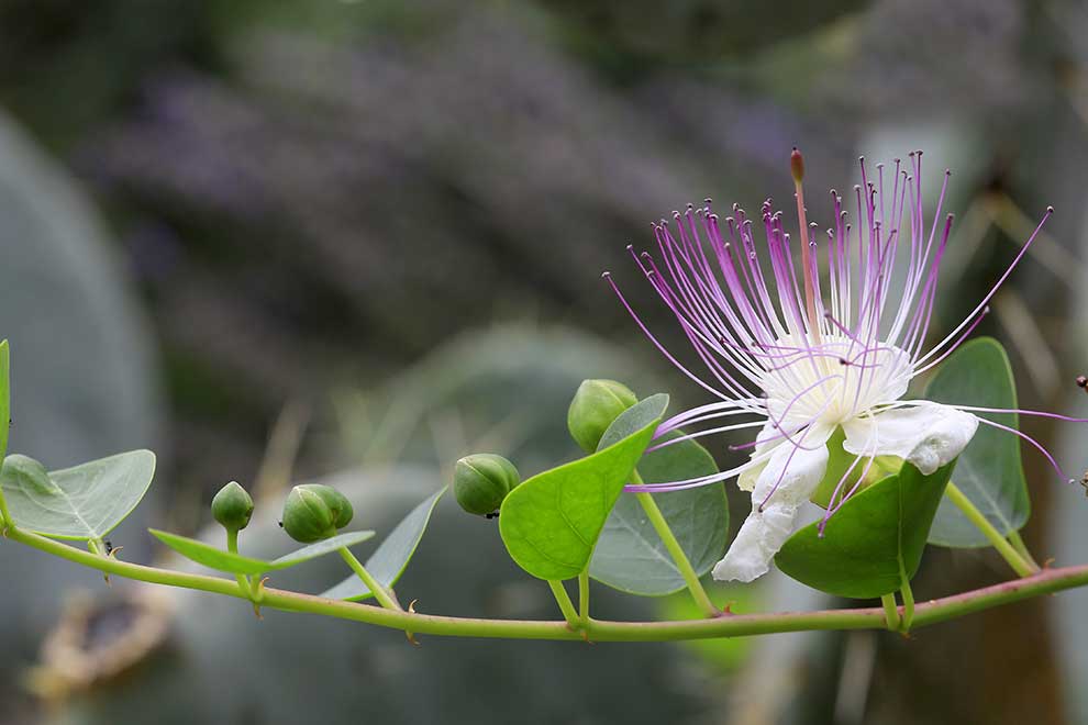 kapary cierniste, kapar ciernisty (Capparis spinosa)
