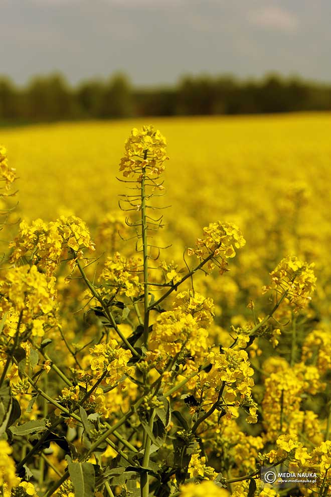 kapusta rzepak (Brassica napus)
