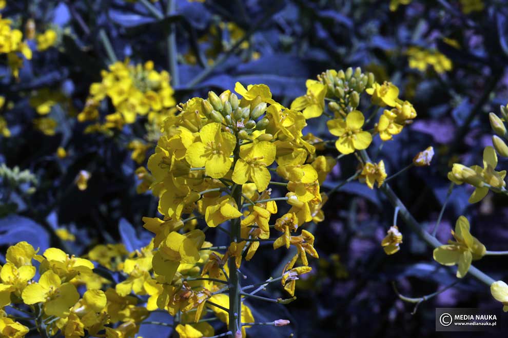 kapusta rzepak (Brassica napus)