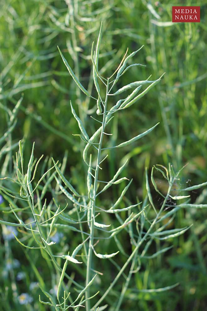 kapusta rzepak (Brassica napus)