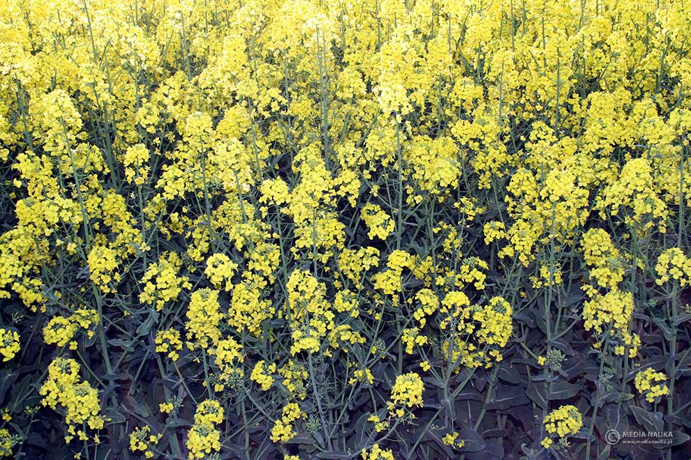 kapusta rzepak (Brassica napus)