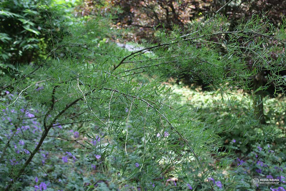 karagana syberyjska (Caragana arborescens)