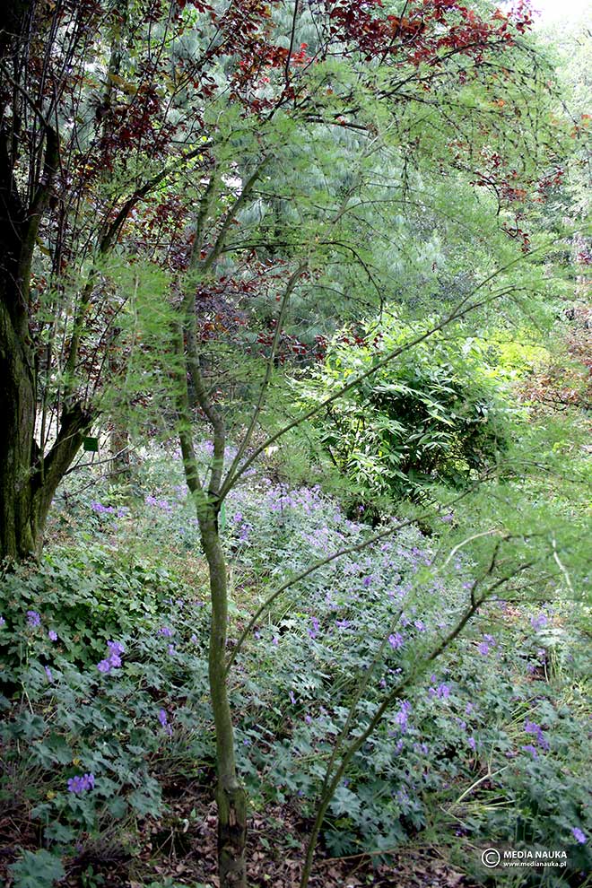 karagana syberyjska (Caragana arborescens)