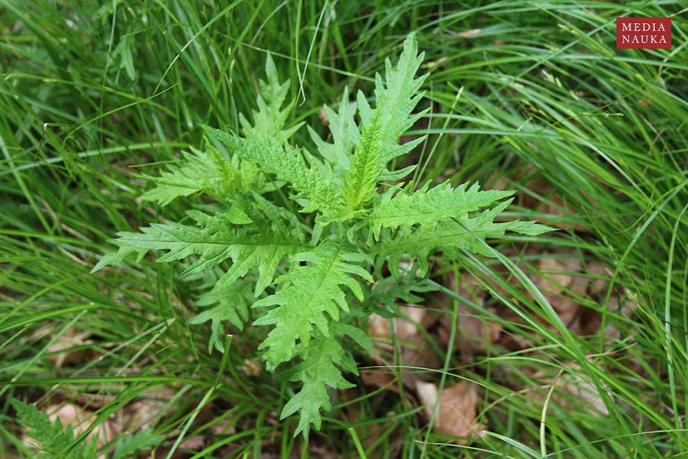 karbieniec pospolity (Lycopus europaeus)