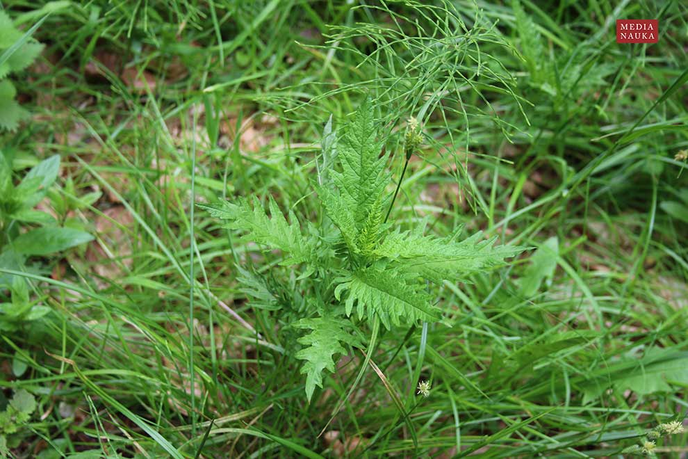 karbieniec pospolity (Lycopus europaeus)