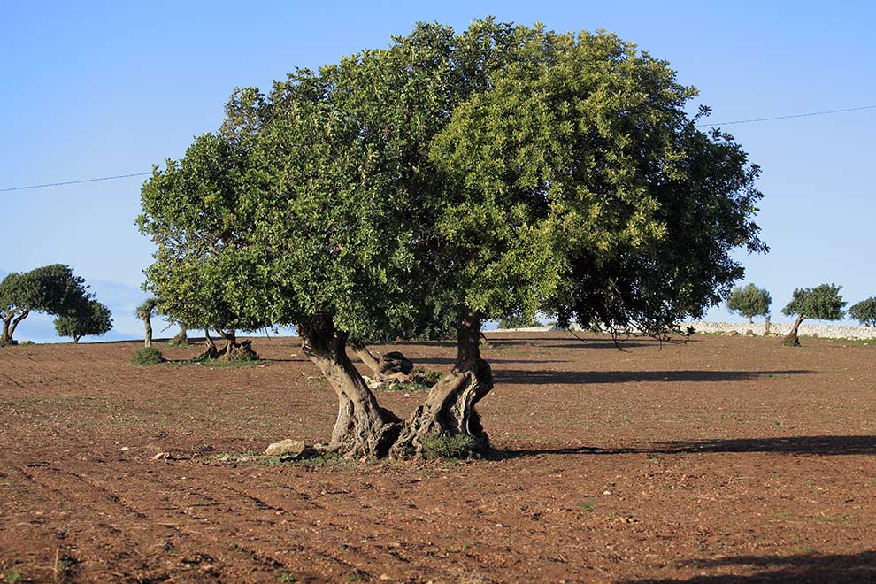 szarańczyn strąkowy, karob (Ceratonia siliqua)