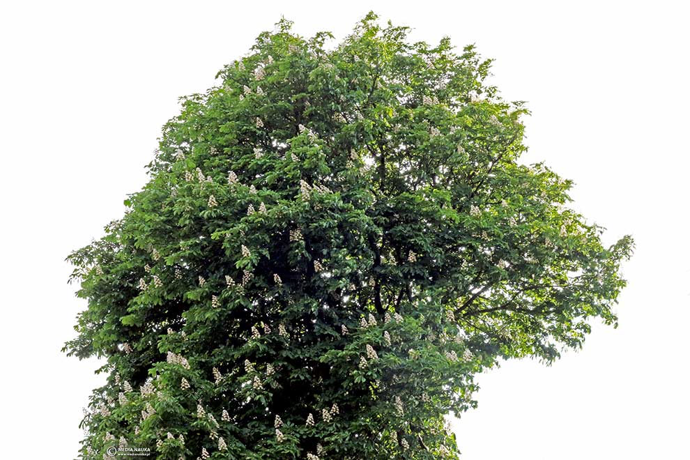 kasztanowiec zwyczajny, kasztanowiec biały (Aesculus hippocastanum)
