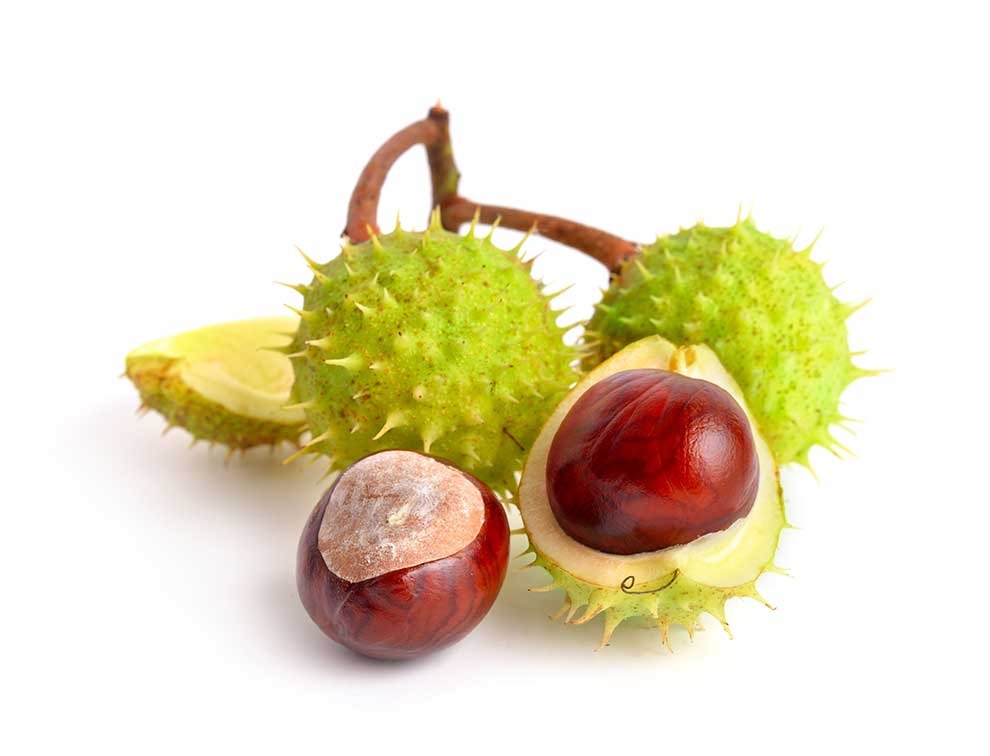 kasztanowiec zwyczajny, kasztanowiec biały (Aesculus hippocastanum)