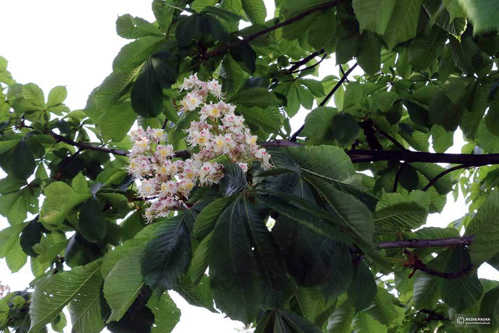kasztanowiec zwyczajny, kasztanowiec biały (Aesculus hippocastanum)