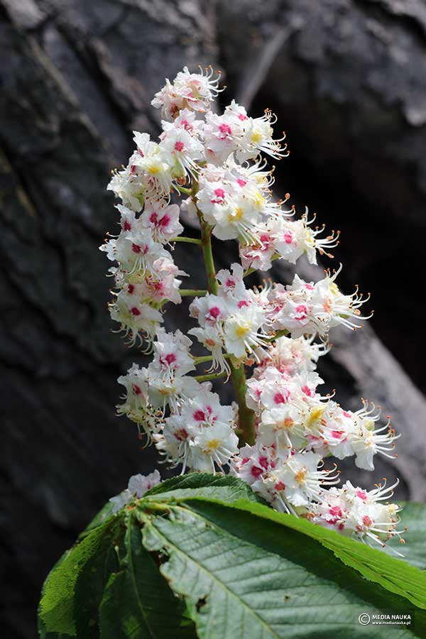kasztanowiec zwyczajny, kasztanowiec biały (Aesculus hippocastanum)