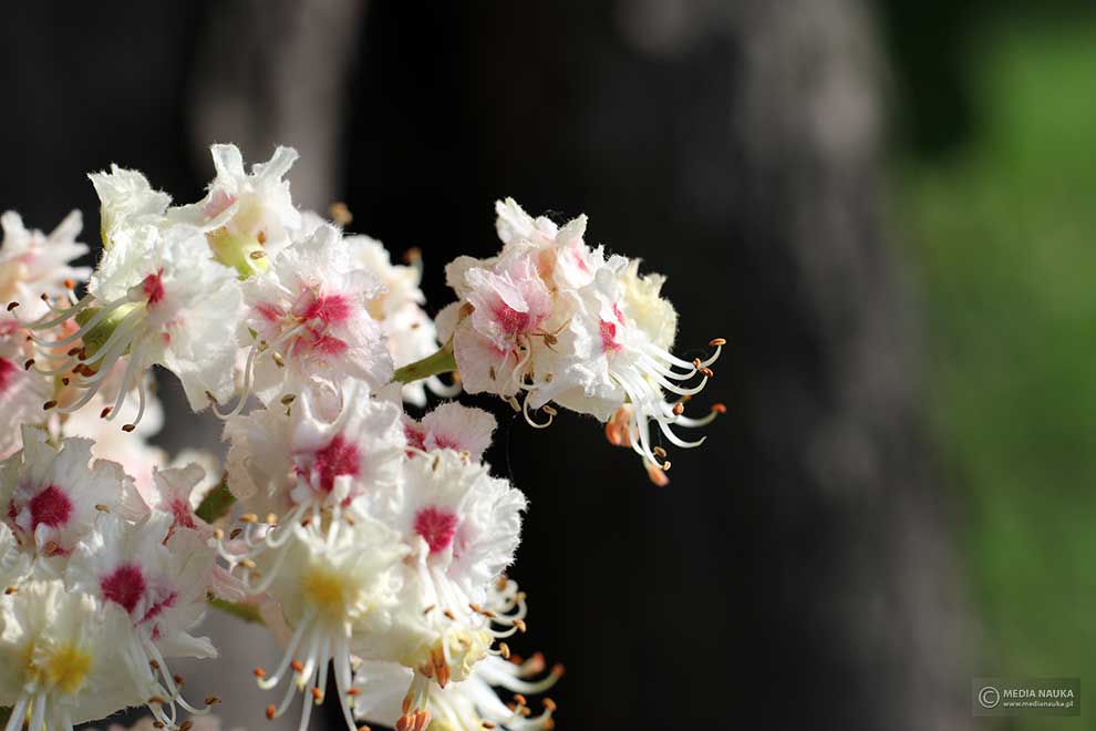 kasztanowiec zwyczajny, kasztanowiec biały (Aesculus hippocastanum)