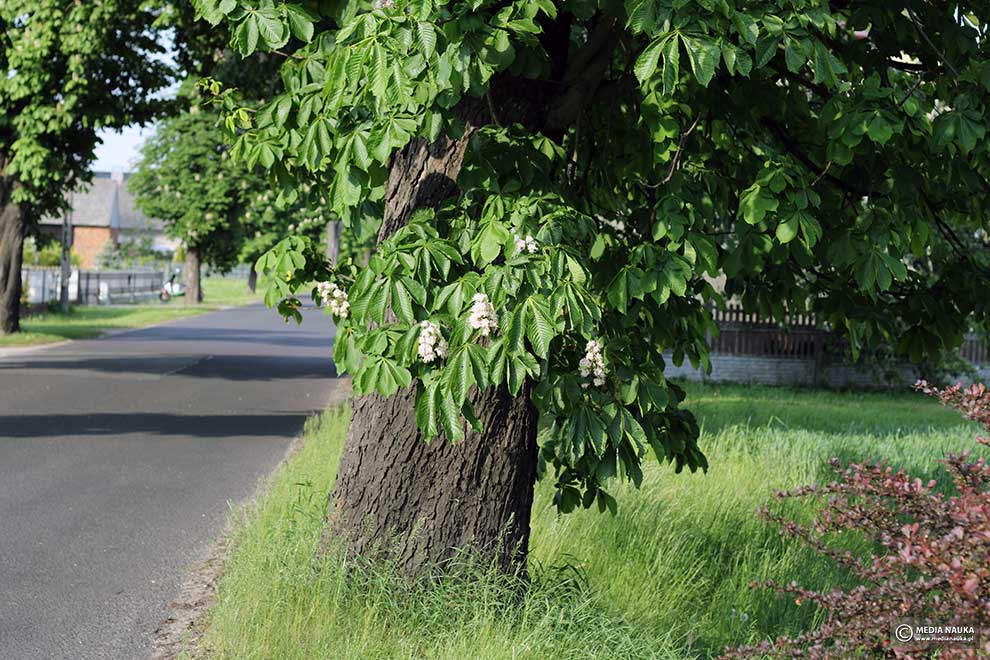 kasztanowiec zwyczajny, kasztanowiec biały (Aesculus hippocastanum)