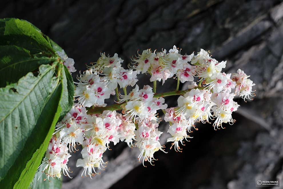 kasztanowiec zwyczajny, kasztanowiec biały (Aesculus hippocastanum)